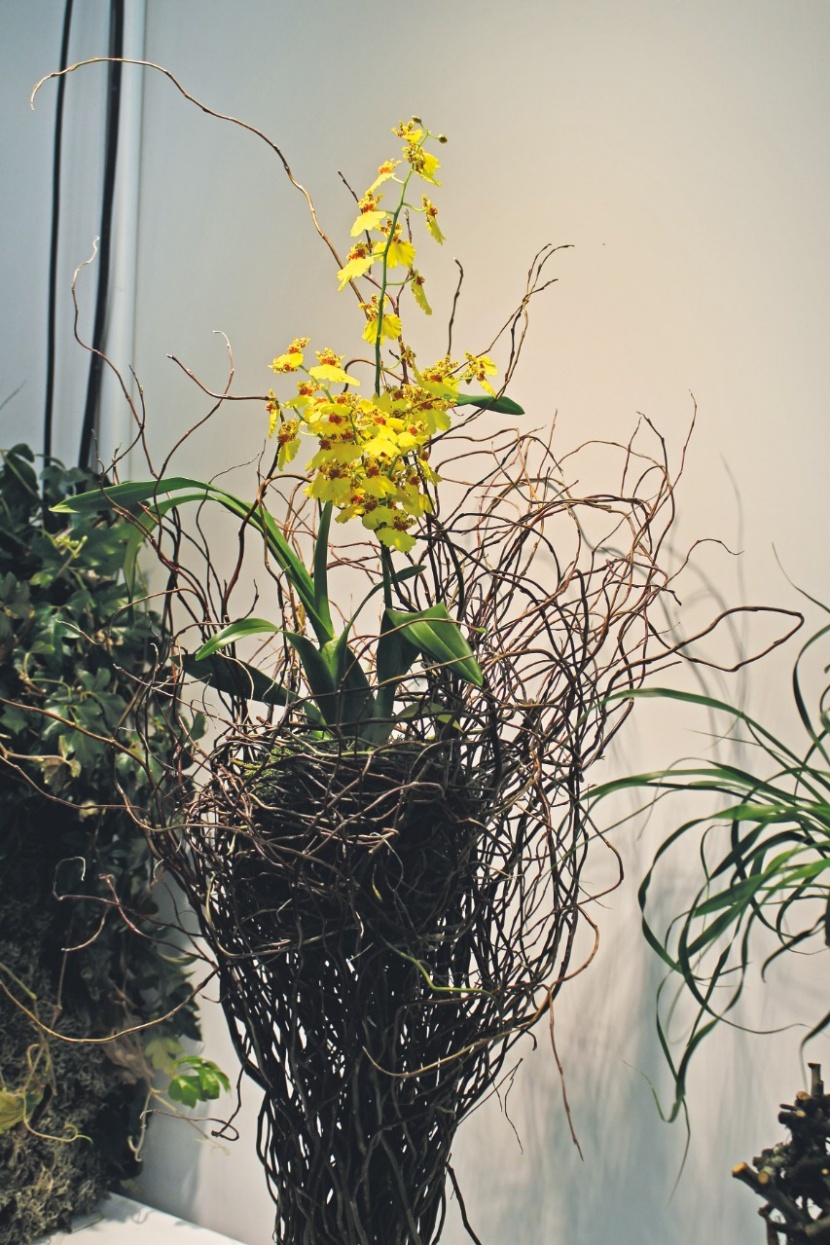 So leb' ich - Grüner wird's nicht