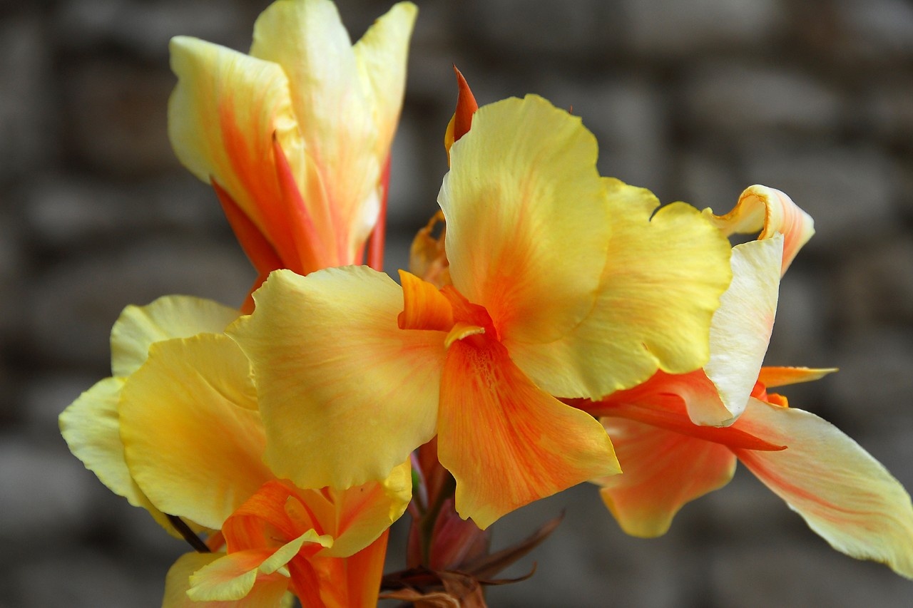 Tropische Atmosphäre mit der Canna