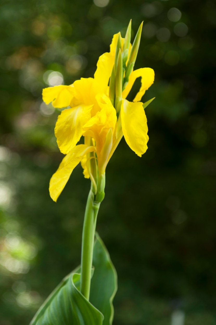 Tropische Atmosphäre mit der Canna