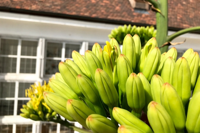 Agave blht im Garten von Prinz Eugen