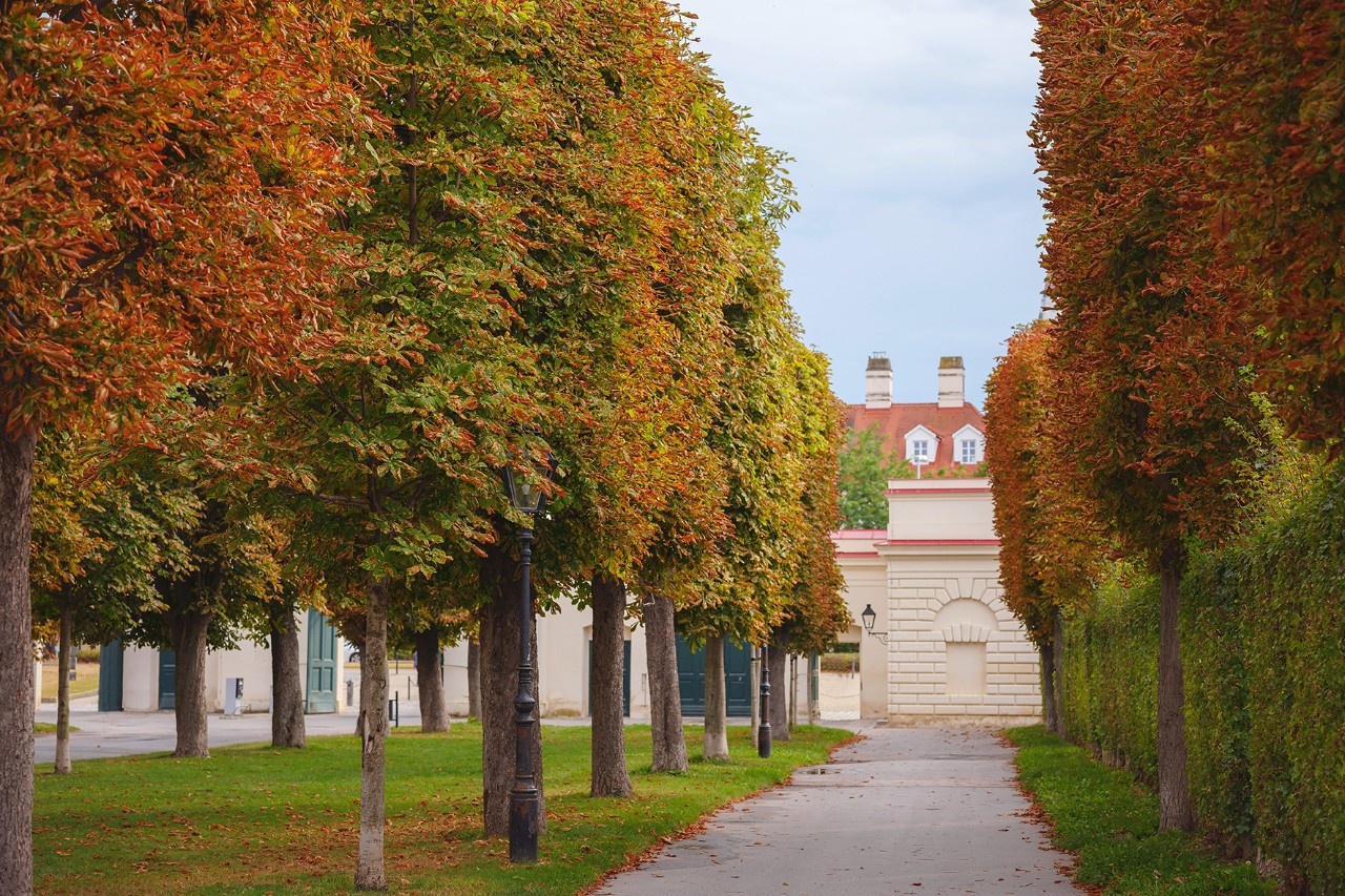 Bakterium bedroht Kastanien