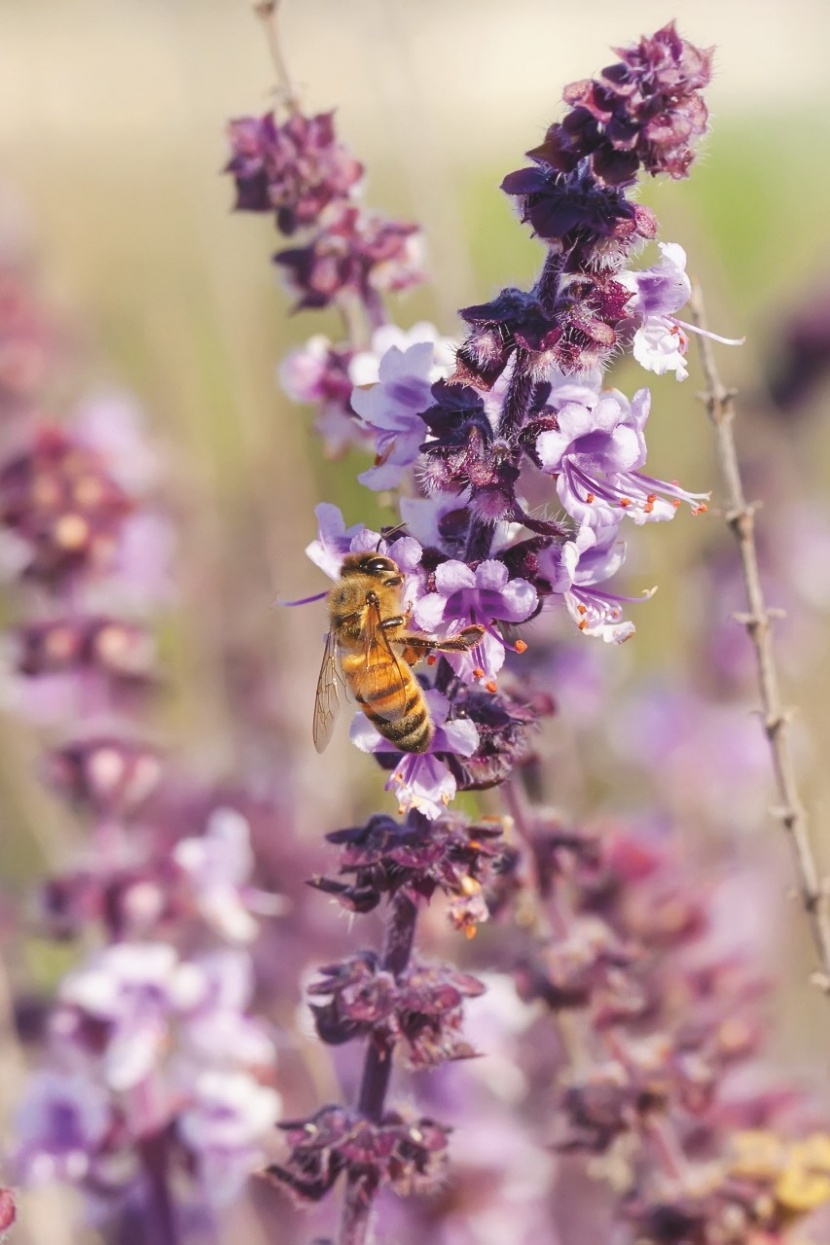 Balkonblumen für Bienen