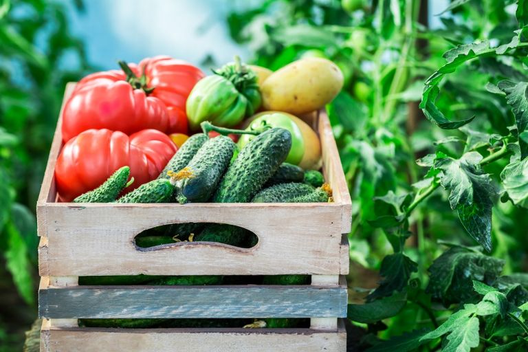 Erfolgreicher „Tag der offenen Obst und Gemüsegärten“
