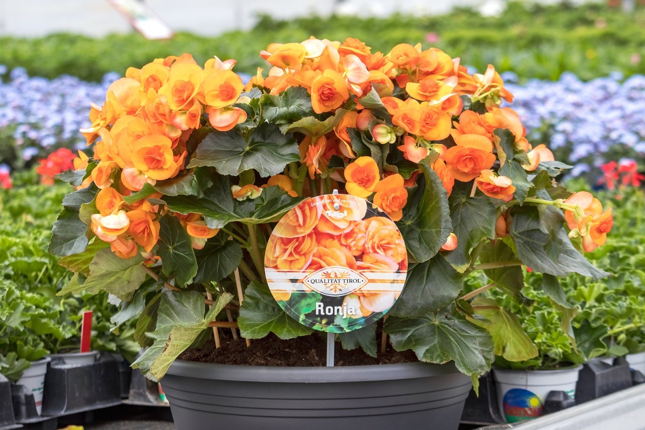 Blickfang Ronja ist Blume des Jahres